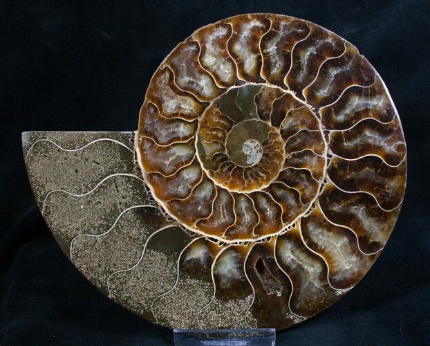 Split Ammonite Fossil (Half) - Beautiful #7975